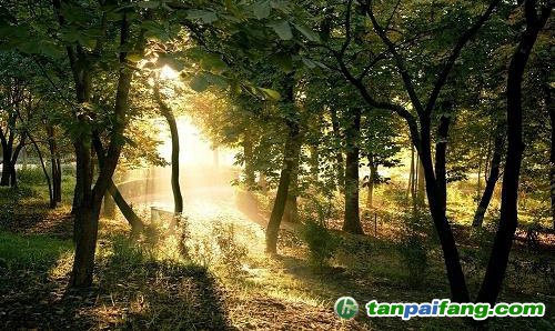 福建林業(yè)碳匯(FFCER)開發(fā)及核證簽發(fā)全流程揭秘