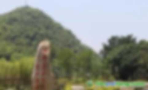 中關(guān)村綠色發(fā)展智庫專家、教授李金良：促進(jìn)我國CCER林業(yè)碳匯交易的建議