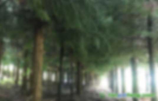 做林業(yè)碳匯資產(chǎn)開發(fā)靠譜的公司有哪些？