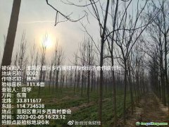 助力碳達(dá)標(biāo)，林木雙保障 全國(guó)首單楸樹碳匯指數(shù)保險(xiǎn)落地河南周口