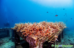 警報拉響！地球觸發(fā)首個“氣候臨界點”